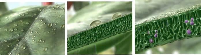 giaiphaptrencayngobap_banner2