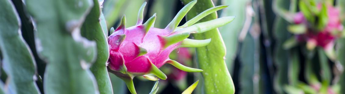 thanhlong_banner1