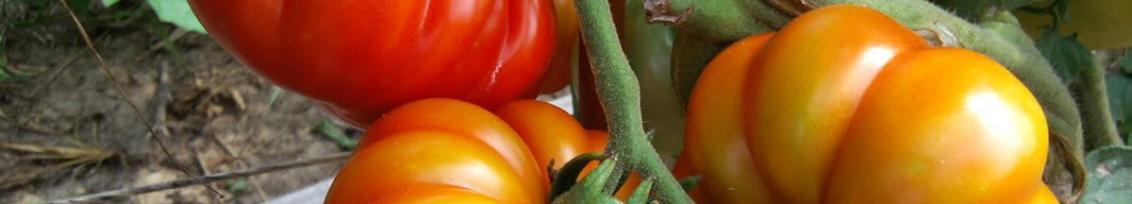 giaiphapcachua_banner1