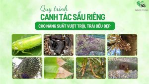 Quy trình canh tác sầu riêng