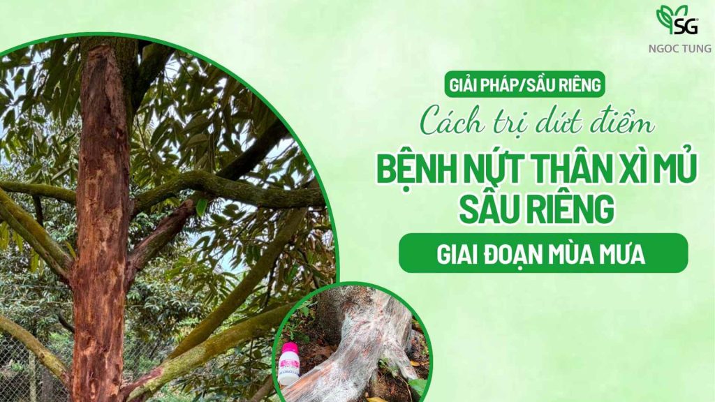 Bệnh nứt thân xì mủ sầu riêng