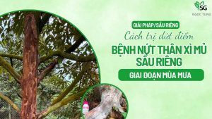 Cách trị dứt điểm bệnh nứt thân xì mủ sầu riêng giai đoạn mùa mưa