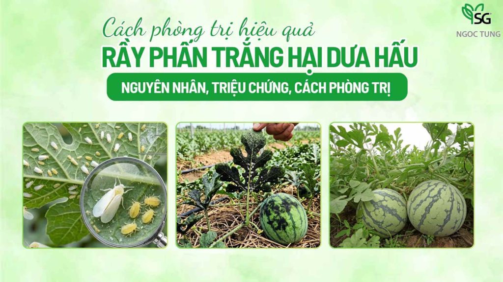 Rầy phấn trắng hại dưa hấu