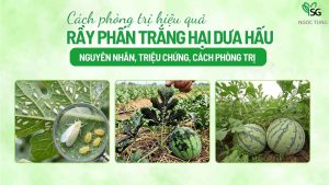 Rầy phấn trắng hại dưa hấu