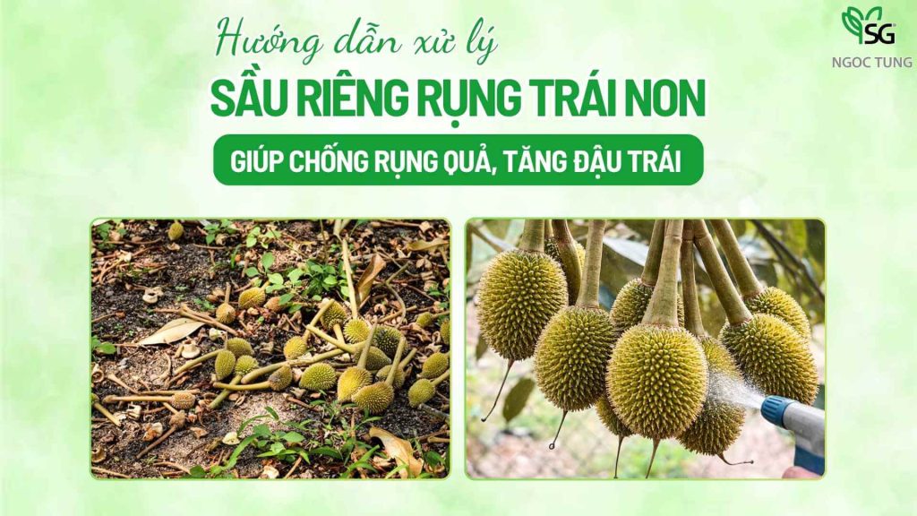 Sầu riêng rụng trái non