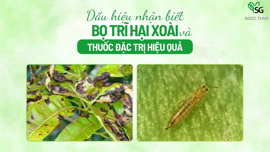 Bọ trĩ hại xoài